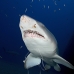 shark_tiger_sand_spar_v_0172_nca0179.jpg